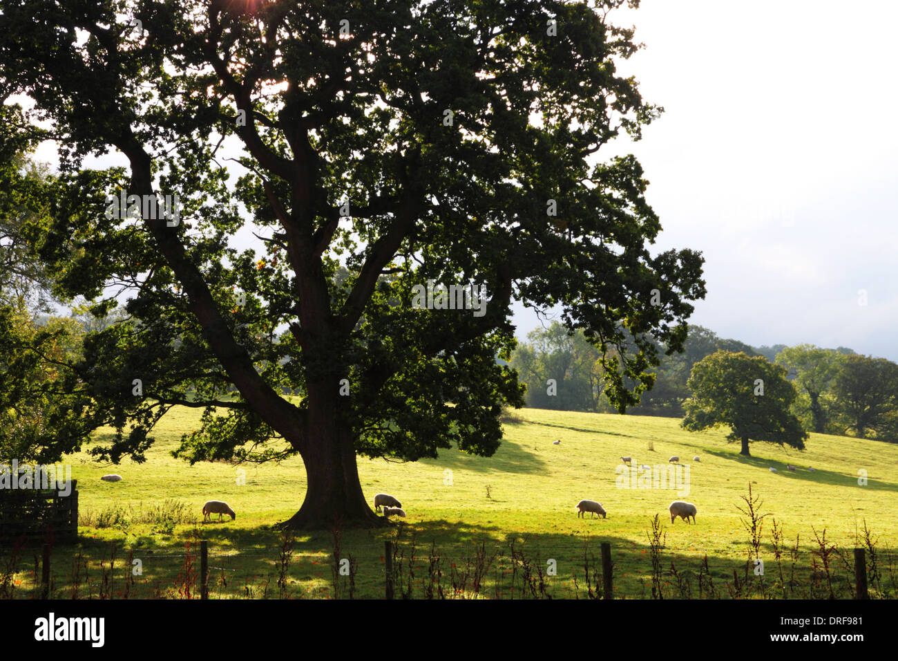 Des moutons paissant sous les arbres et un pâturage ensoleillé. Banque D'Images