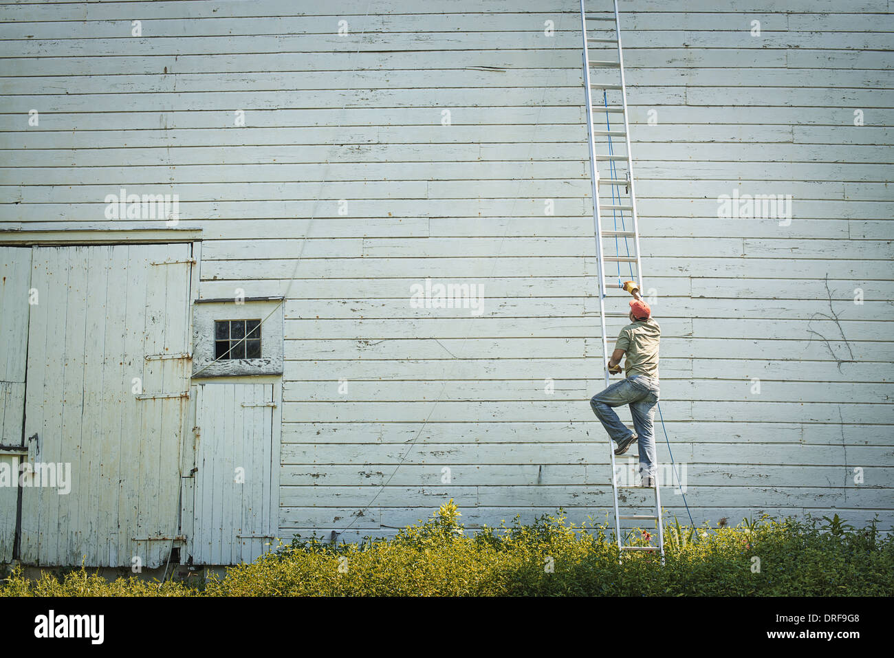 L'état de New York USA man climbing ladder appuyée sur grange à clin Banque D'Images
