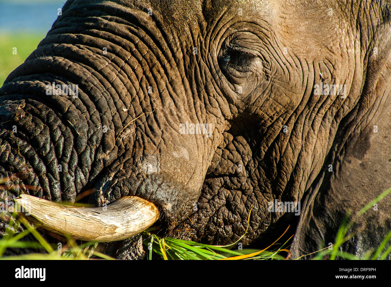 Le pâturage des éléphants dans l'Okavango Delta, Botswana, l'Afrique. Banque D'Images