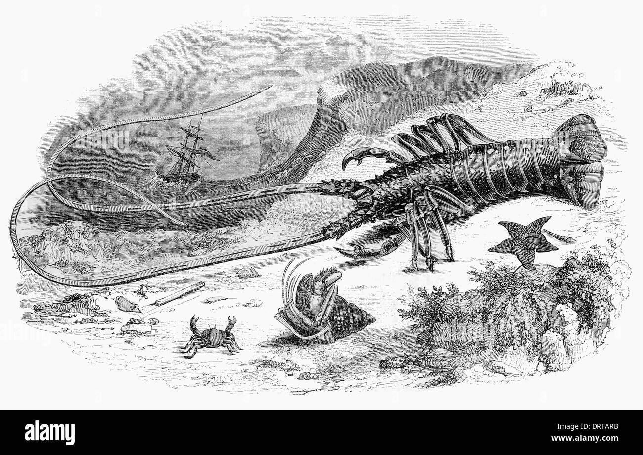 L'Homard Homarus gammarus commun et l'ermite de crustacés Banque D'Images