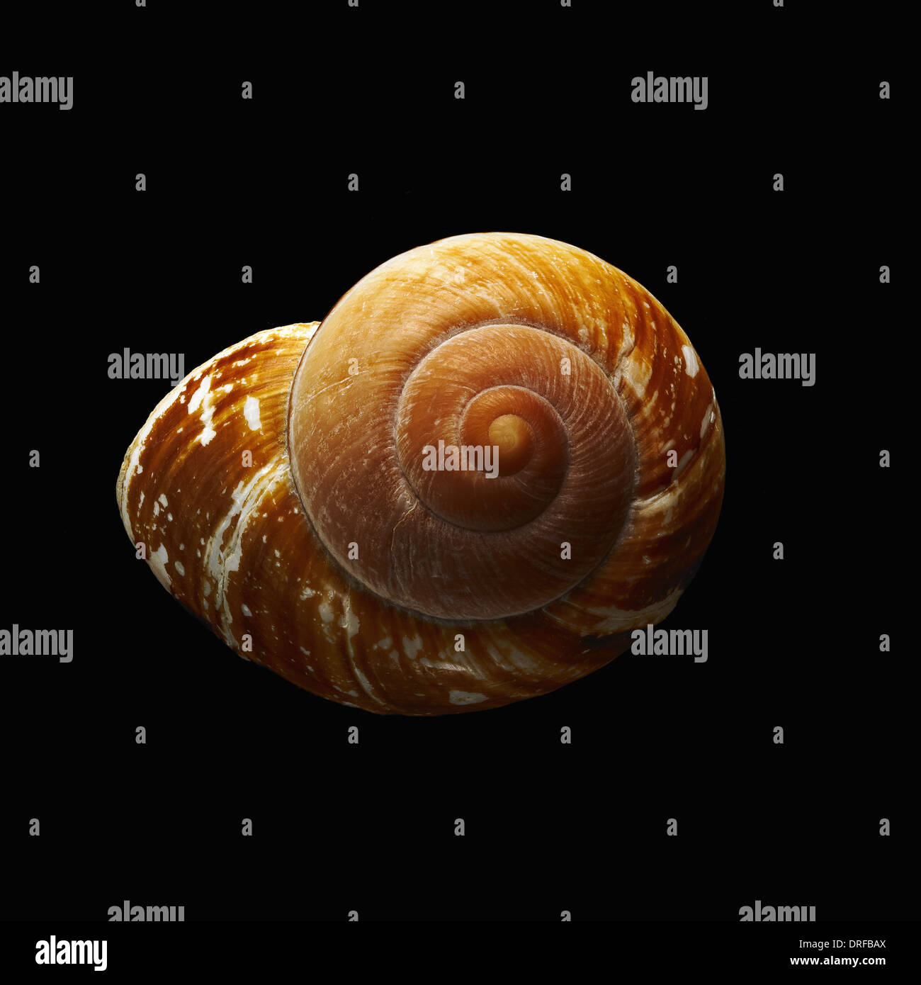 Shell à motifs en spirale unique vu de dessus Banque D'Images