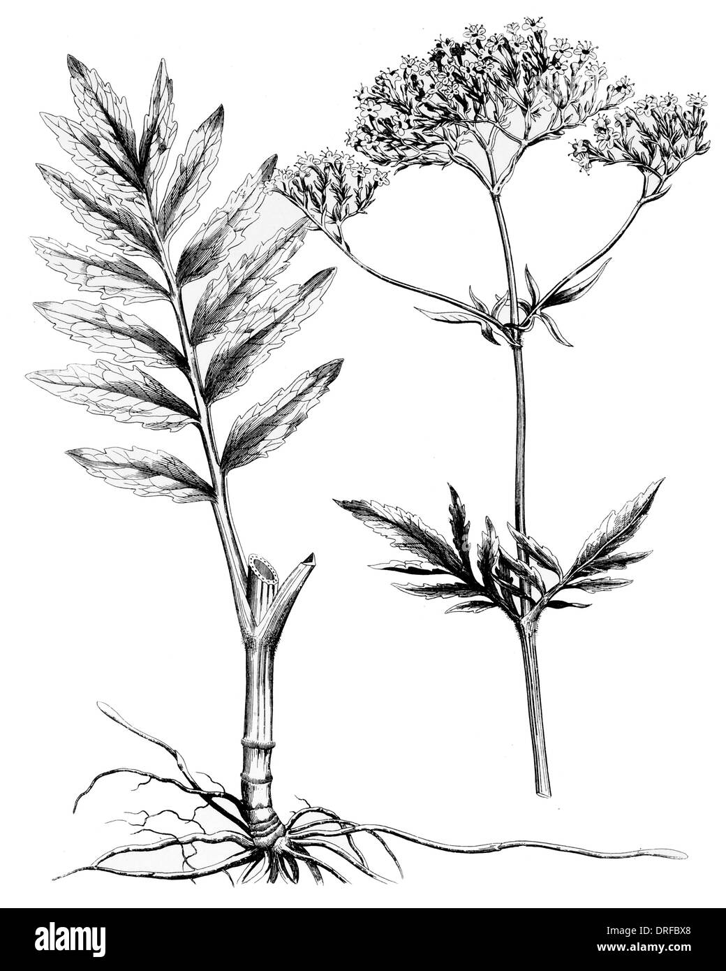 Valeriana officinalis. Grande plante vivace Valériane Sauvage Banque D'Images