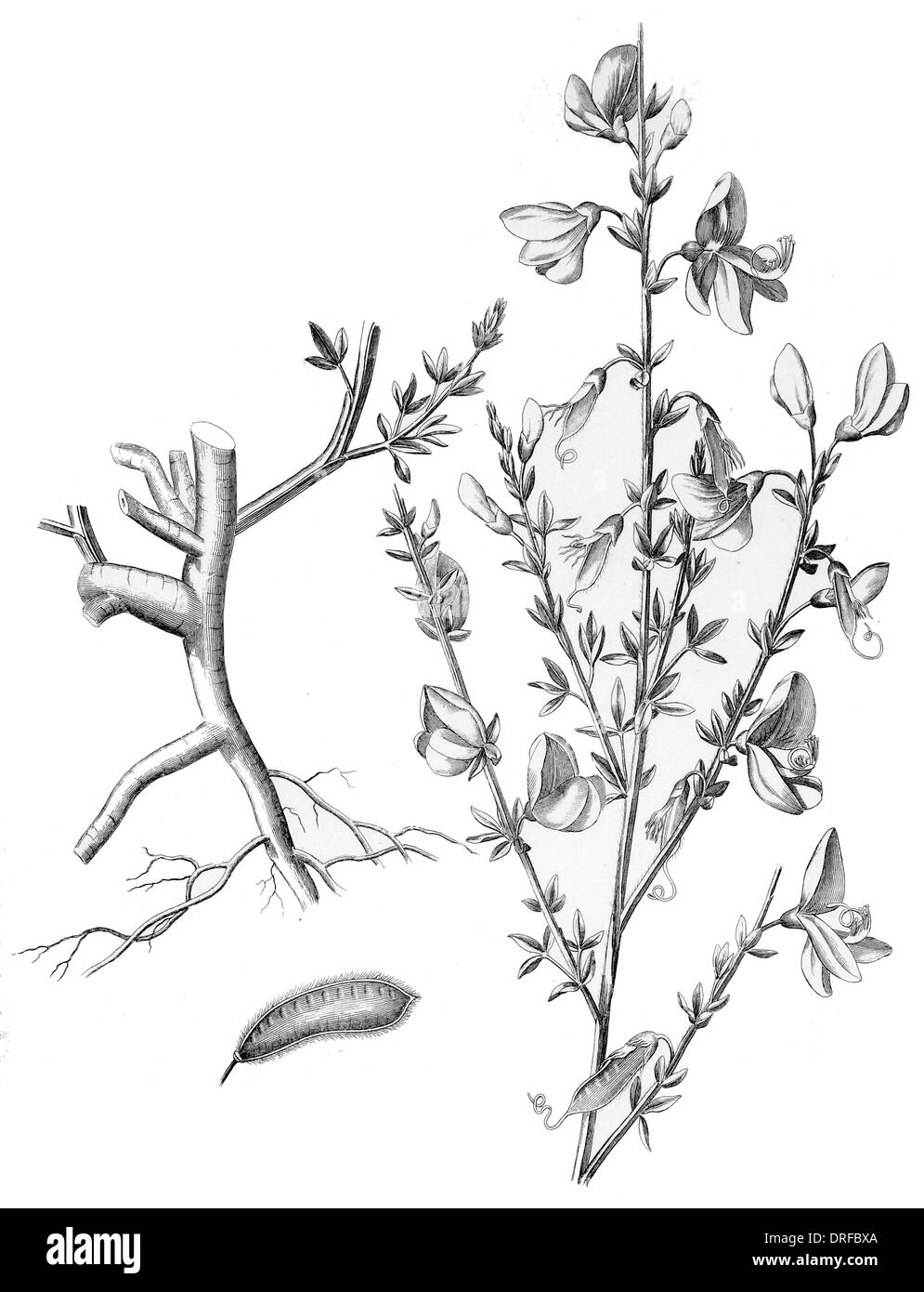 Sarothamnus scoparius. Balai commun Banque D'Images Sarothamnus scoparius. Balai commun Banque D'Images