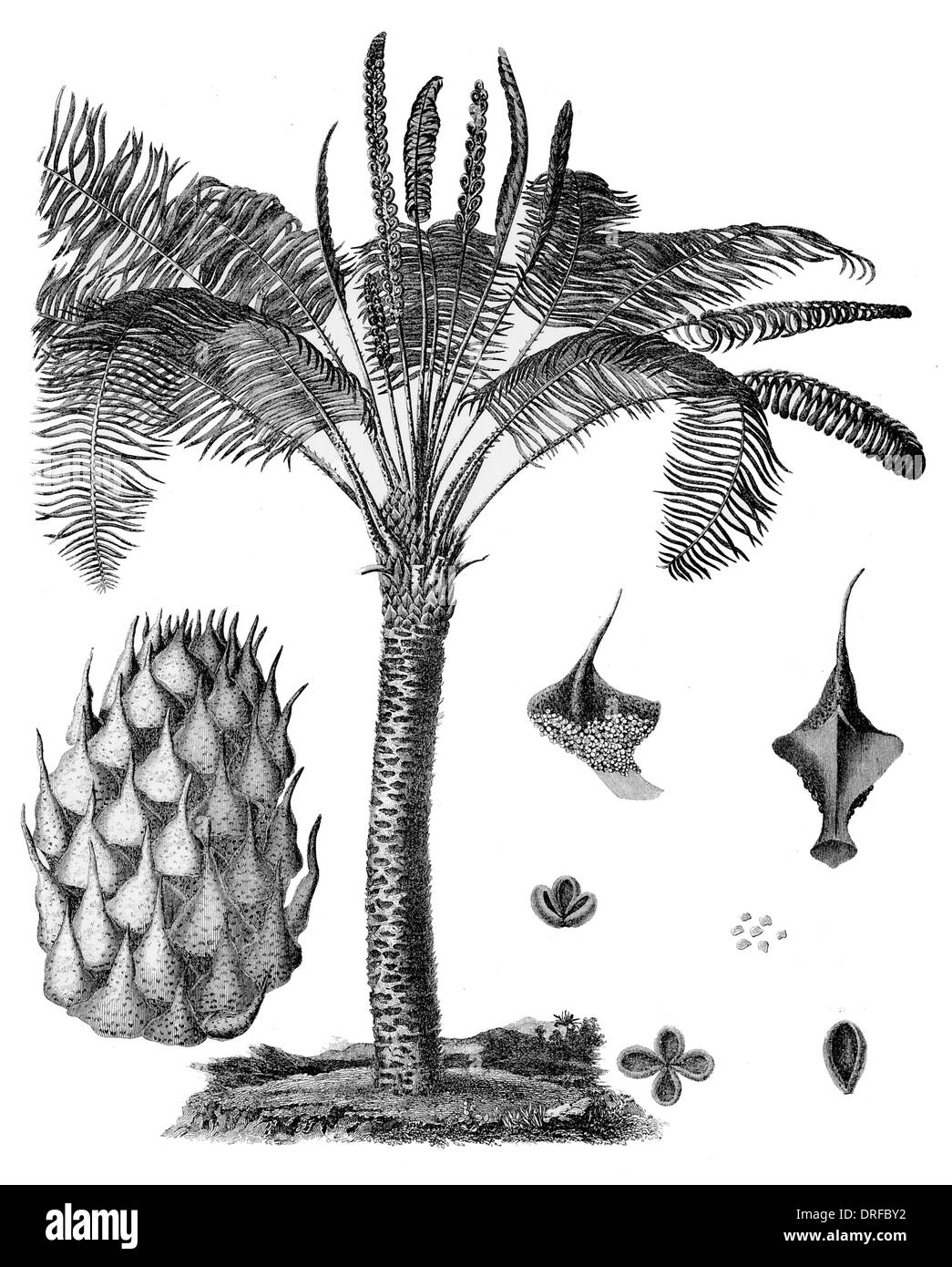 Cycas circinalis. Le sagou Banque D'Images