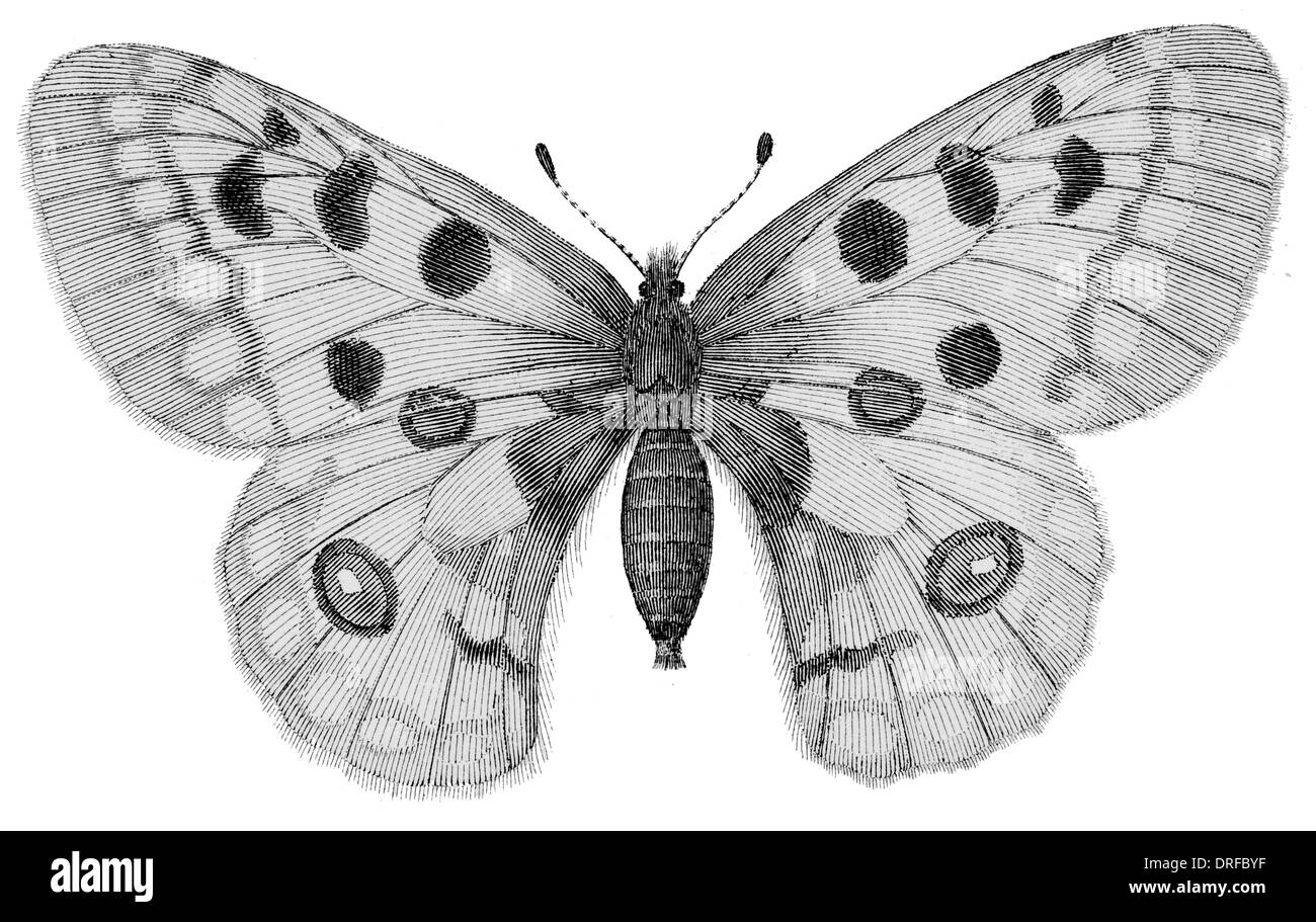 Apollo Apollo Parnassius apollo ou la montagne, est un papillon de la Famille des Papilionidae. Banque D'Images