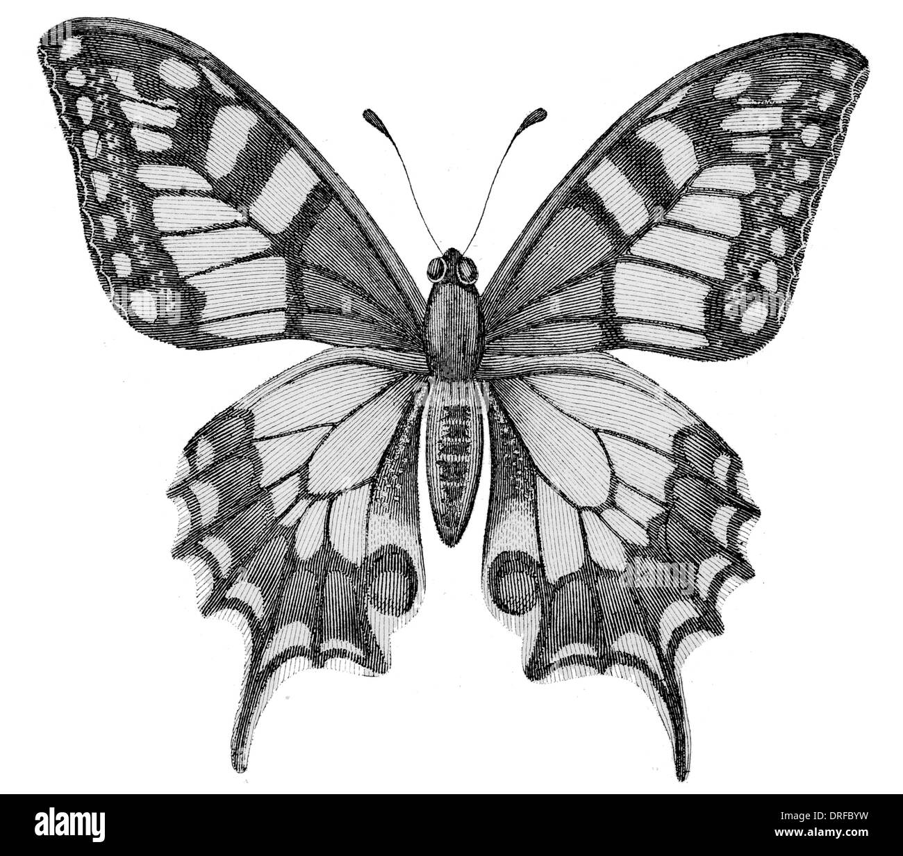 Papilio machaon. Queue fourchue du Vieux Monde est un papillon de la Famille des Papilionidae Banque D'Images