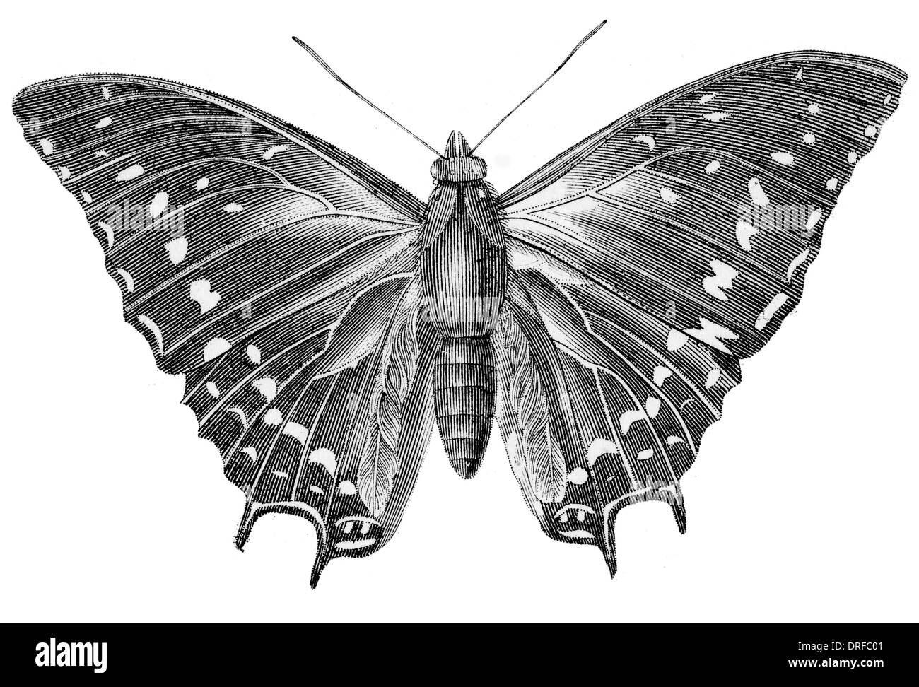 Papillon, Nymphalis Ethea Banque D'Images