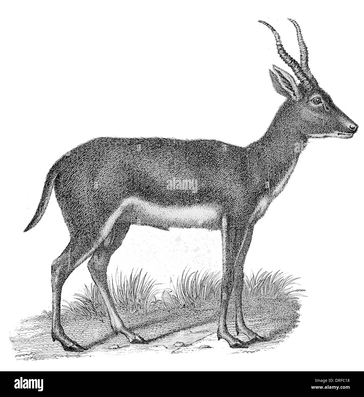Blackbuck (Antilope cervicapra) est une espèce d'ongulé d'antilopes indigènes de la sous-continent indien Banque D'Images