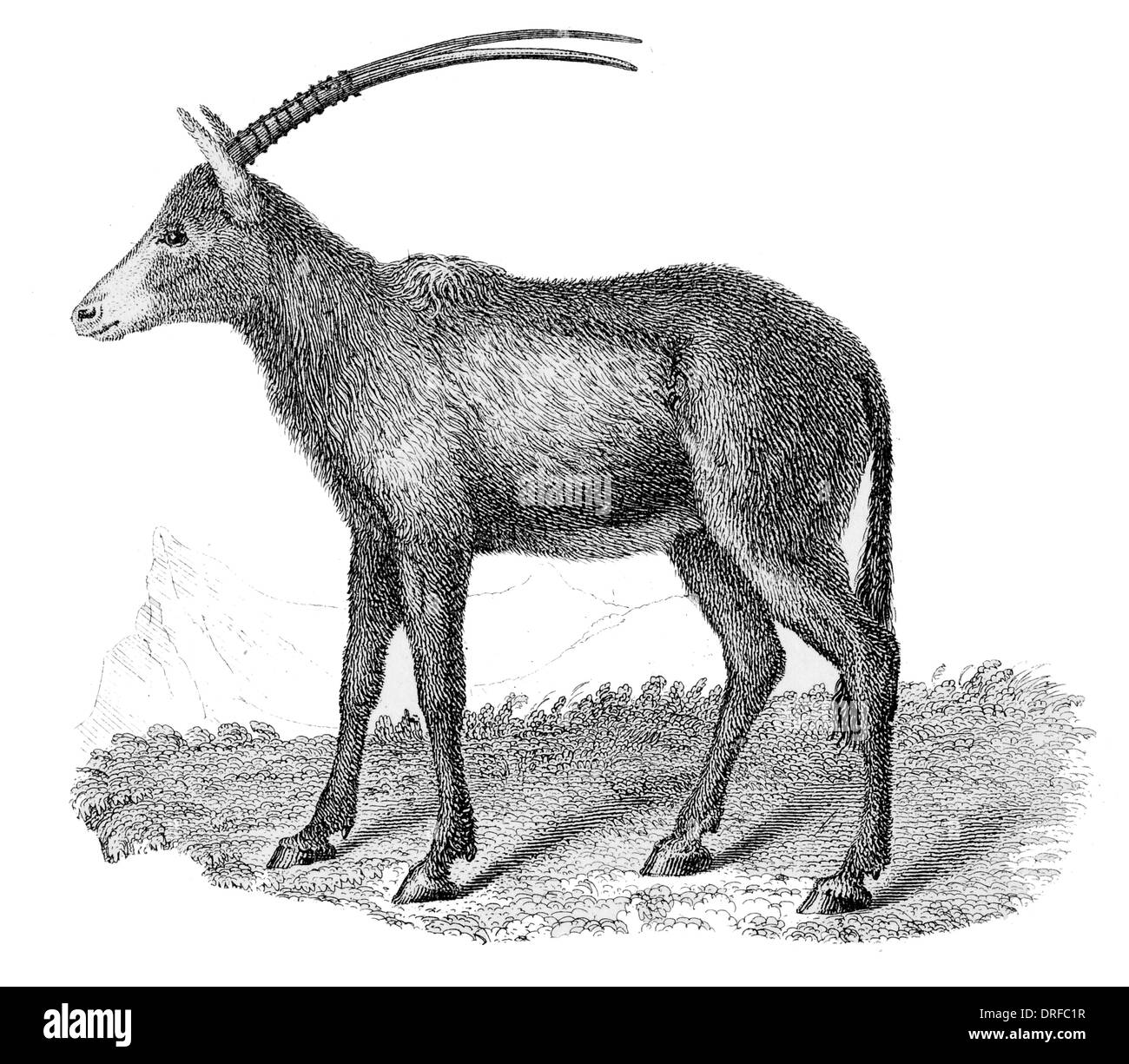 Algazel. L'Oryx leucoryx Antilope Banque D'Images Algazel. L'Oryx leucoryx Antilope Banque D'Images
