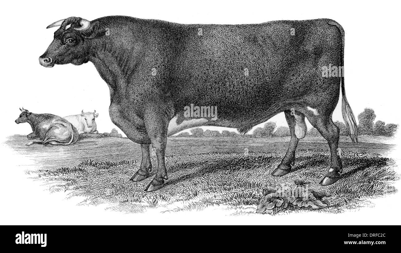 Cornes courtes et Bull. Phoenix. Produites par M. Crisp Hawkhill. Le Northumberland. Gagnant 1852 1er prix Banque D'Images