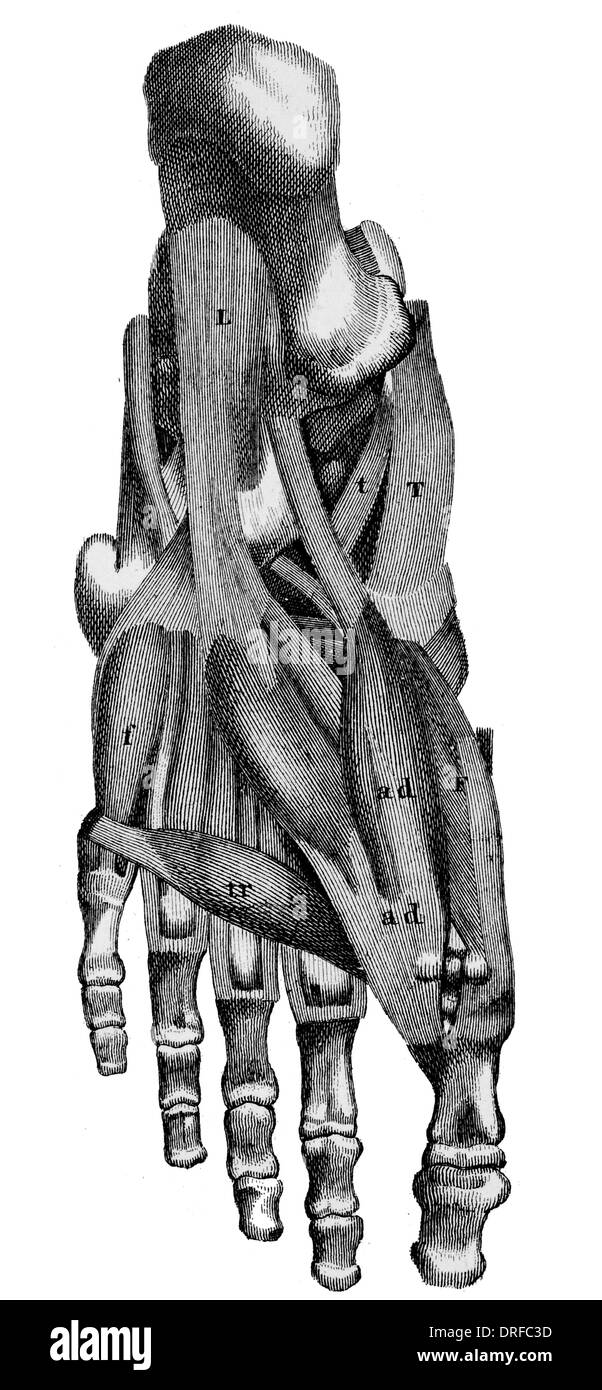 Les muscles du pied humain Banque D'Images Les muscles du pied humain Banque D'Images