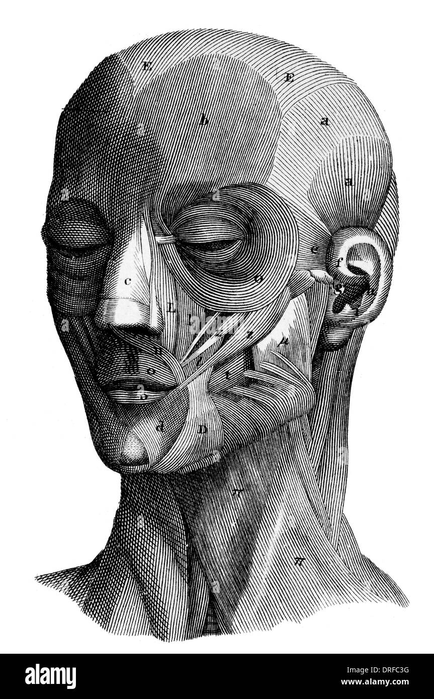 Muscles de la tête humaine Banque D'Images