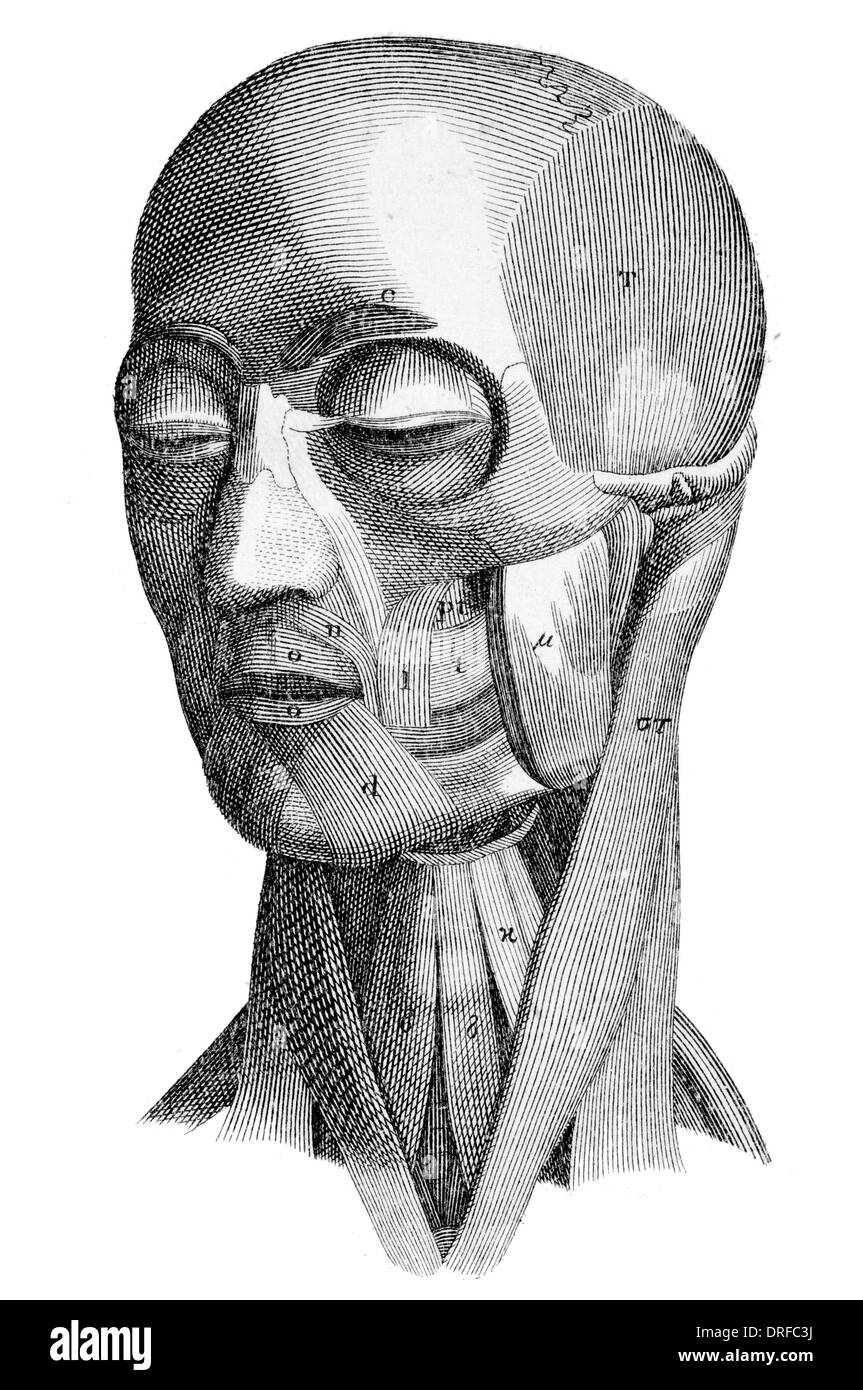 Muscles de la tête humaine Banque D'Images