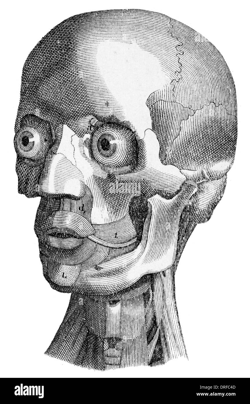 La structure osseuse de la tête humaine Banque D'Images
