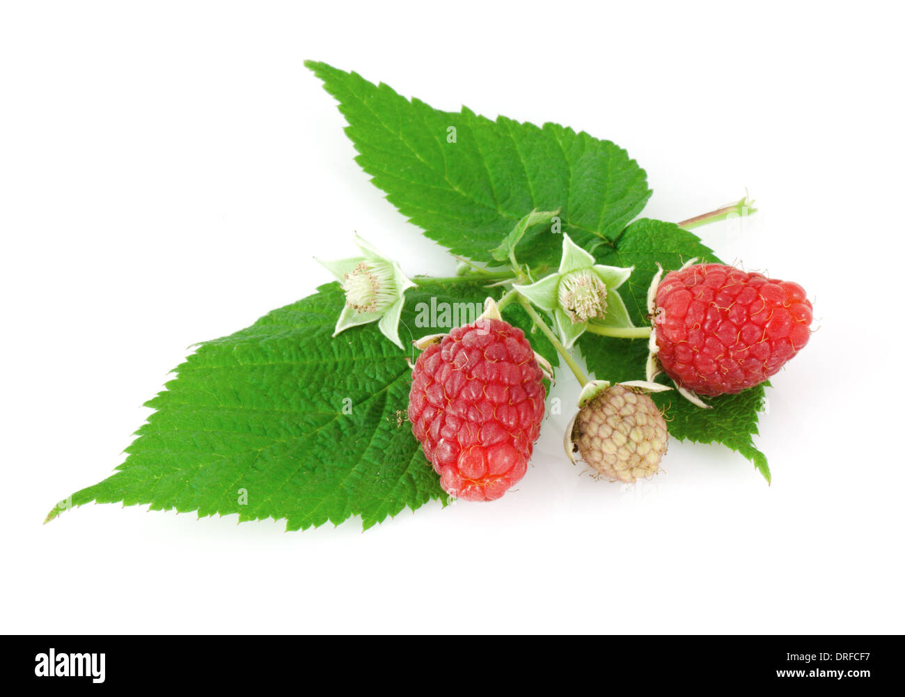 Feuilles de framboise Banque de photographies et d’images à haute