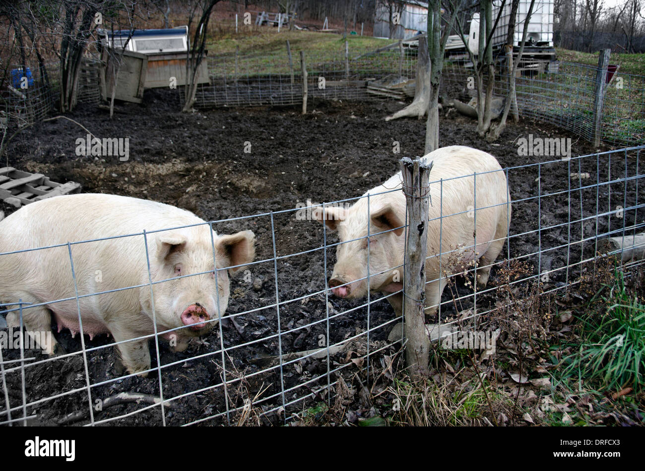 Des porcs dans une porcherie dans une ferme Banque D'Images