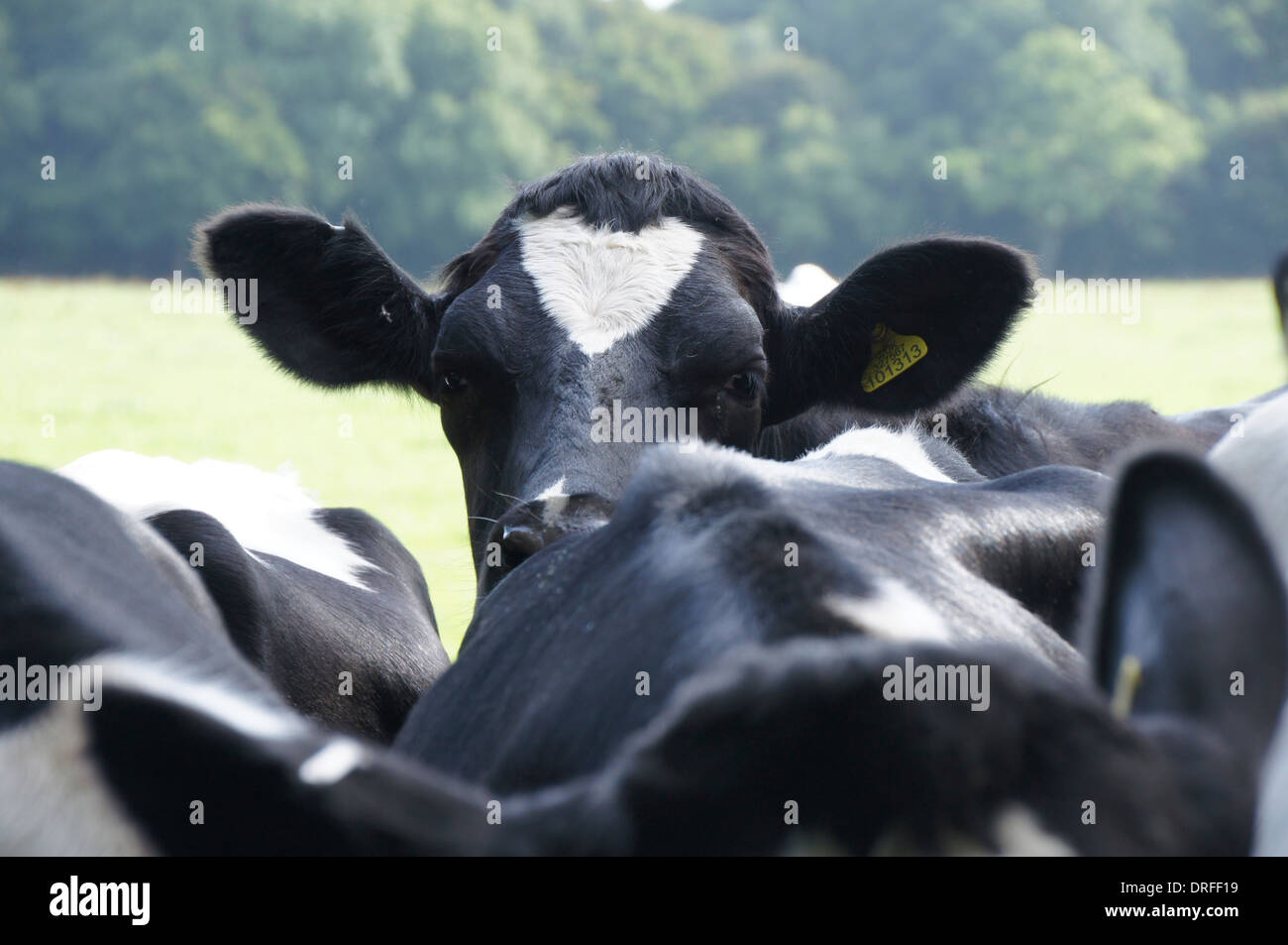 Une vache de race Frisonne à la recherche sur le dos des autres dans le troupeau de vache prises à l'été Banque D'Images