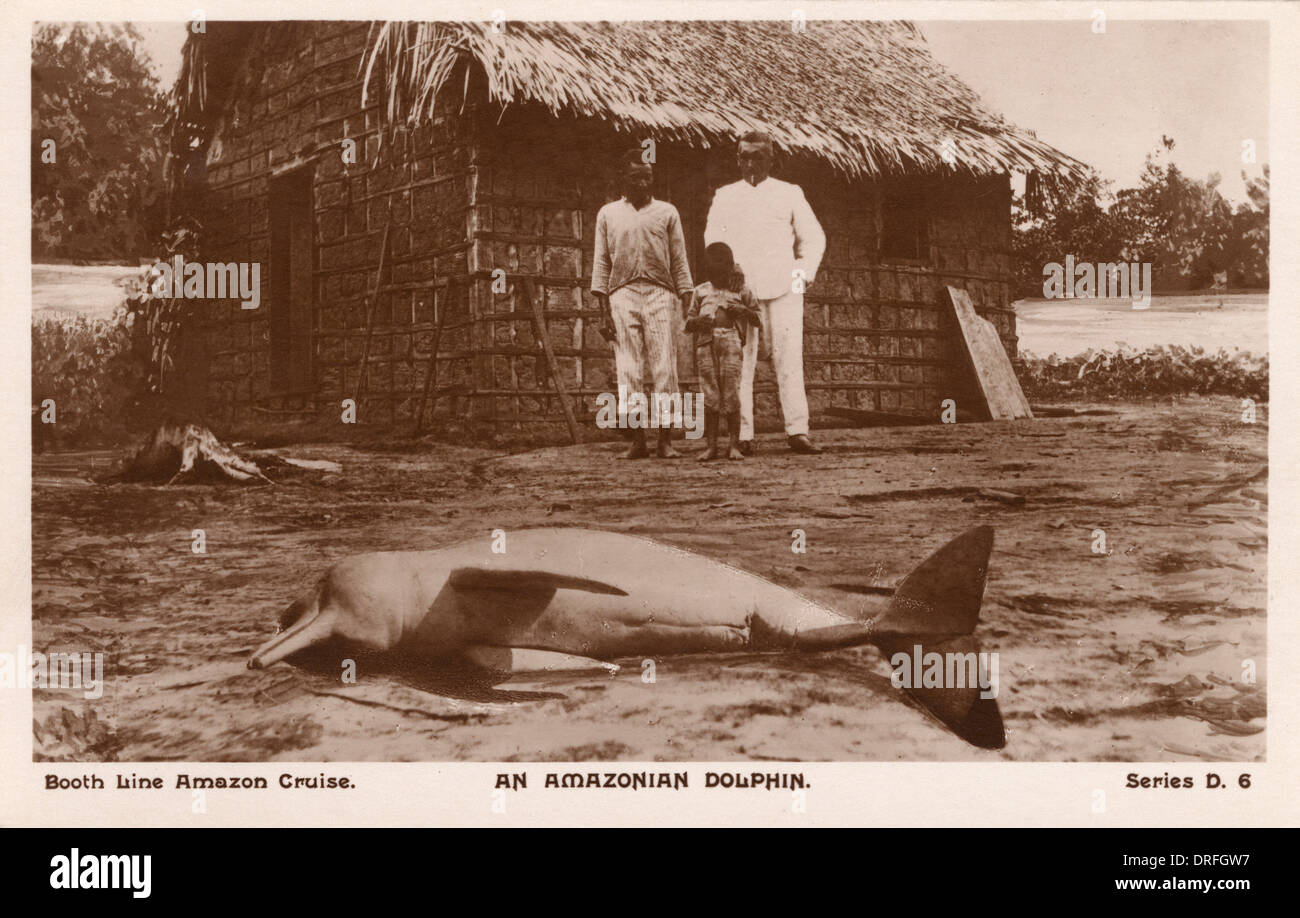 Un dauphin échoué sur la rivière amazonienne Banque D'Images