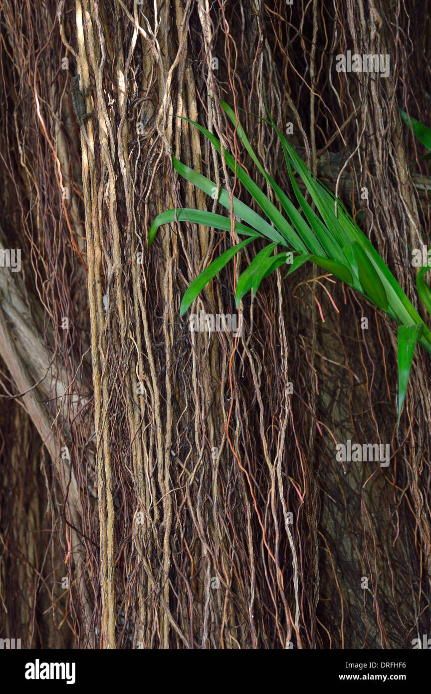 L'écorce rugueuse et palmier vert contrastant avec les autres, à Key West en Floride Banque D'Images