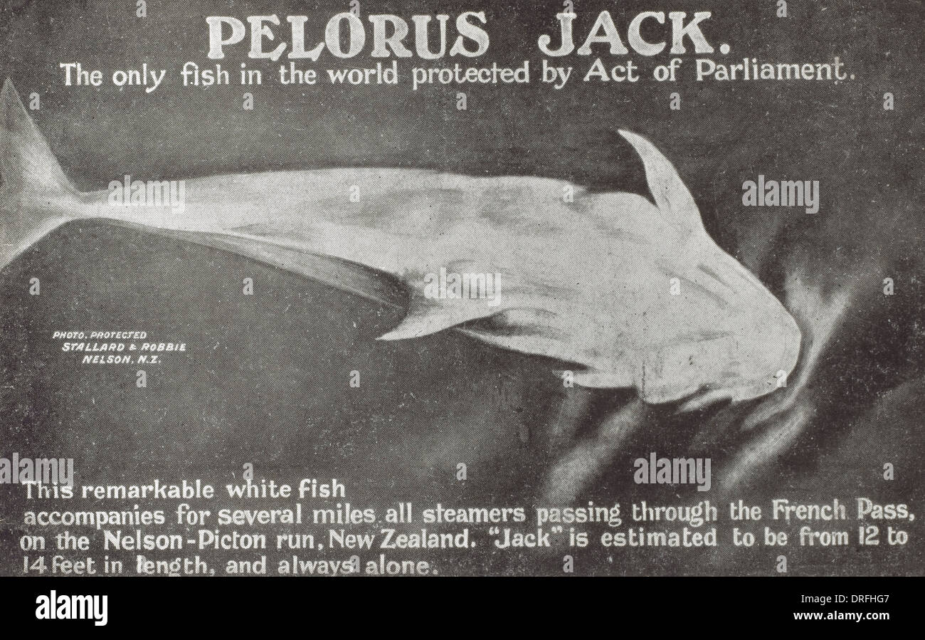 Poisson - Pelorus Jack - Nouvelle Zélande Banque D'Images