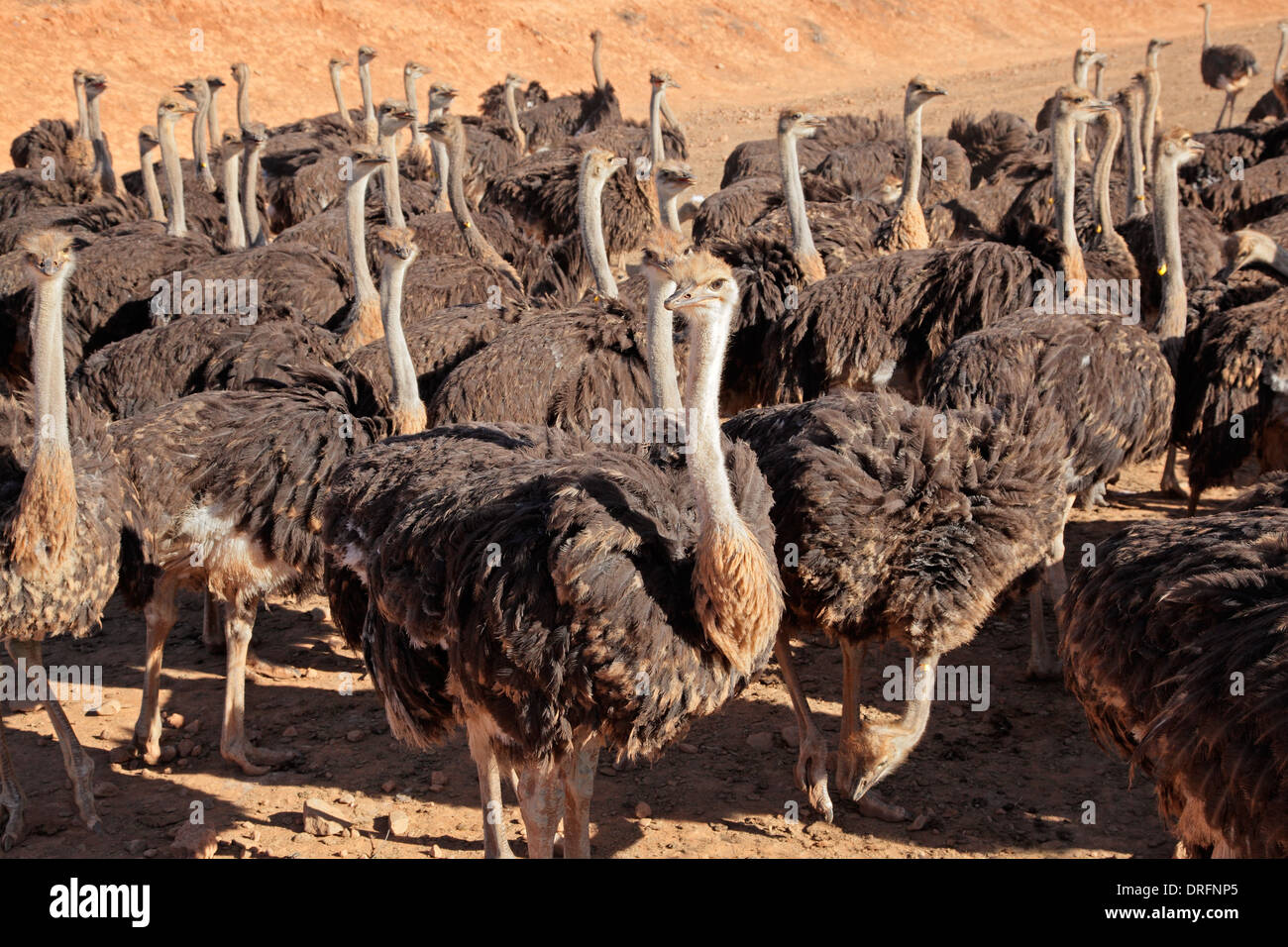 Les autruches (Struthio camelus) sur une ferme d'autruches, région du Karoo, Western Cape, Afrique du Sud Banque D'Images