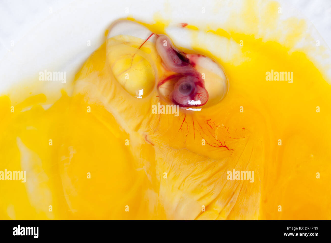 Embryon d'un caneton ou chick 9 jours après l'incubation, l'oeil est clairement visible (pas de cruauté envers les animaux fait pour cette image). Banque D'Images