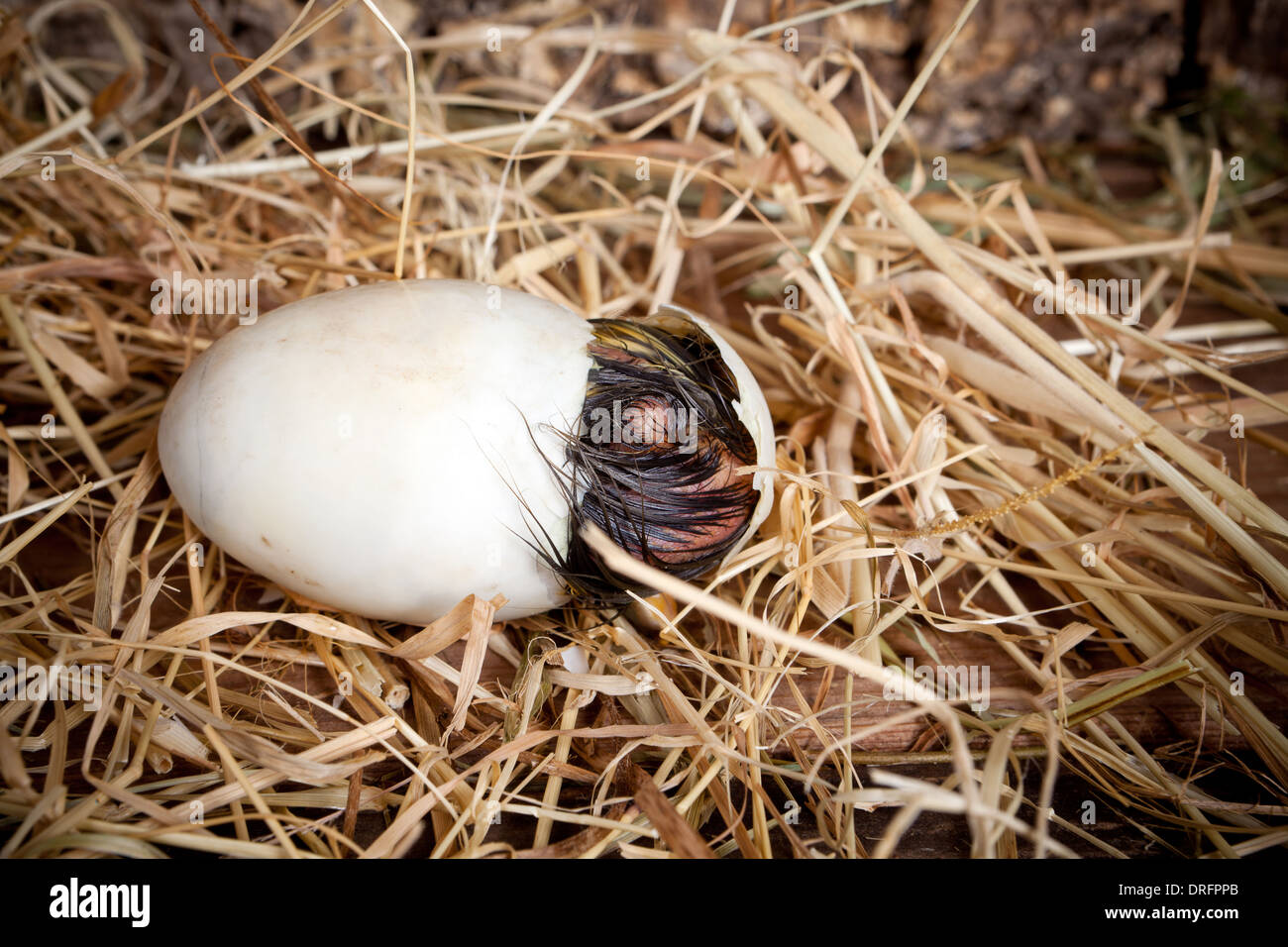 Oeuf de canard bébé Banque de photographies et d’images à haute — free download