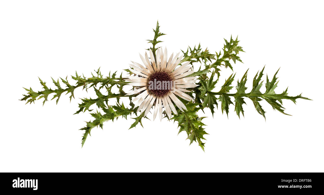 Carline acaule (Carlina acaulis fleur Chardon) Banque D'Images
