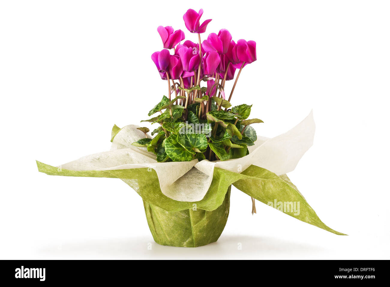 Fleurs de cyclamen en pot isolated on white Banque D'Images