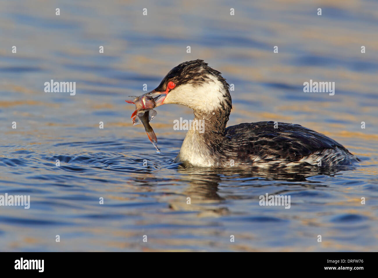 En plumage nuptial (Slavonie Non Horned Grebe) sur un lac Anglais Banque D'Images