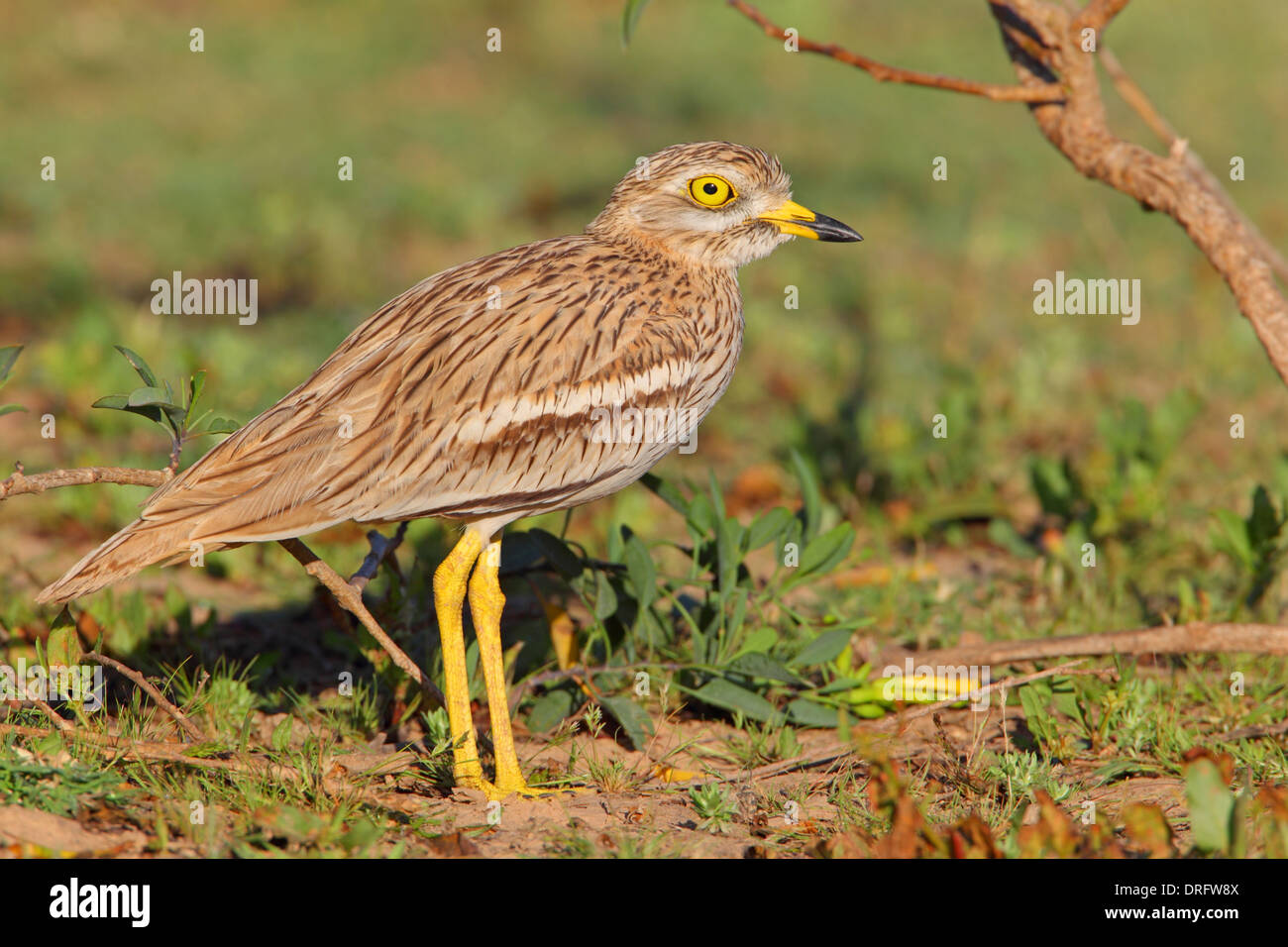 Eurasienne adultes ou Stone-Curlew Bistrié Burhinus bistriatus au Maroc Banque D'Images