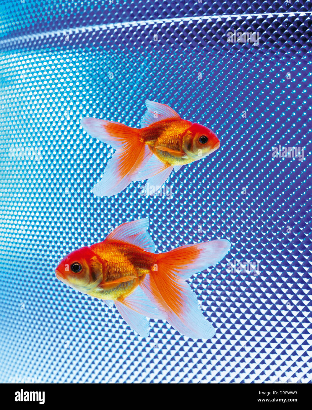 Deux goldfishes nager dans l'aquarium en verre. Banque D'Images