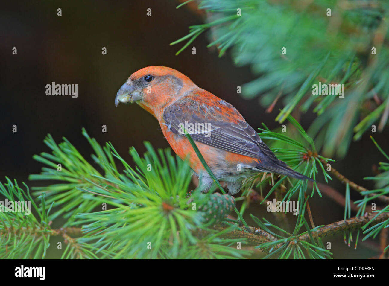 Parrot Crossbill Loxia pytyopsittacus mâles se nourrissent de pommes de pin Banque D'Images