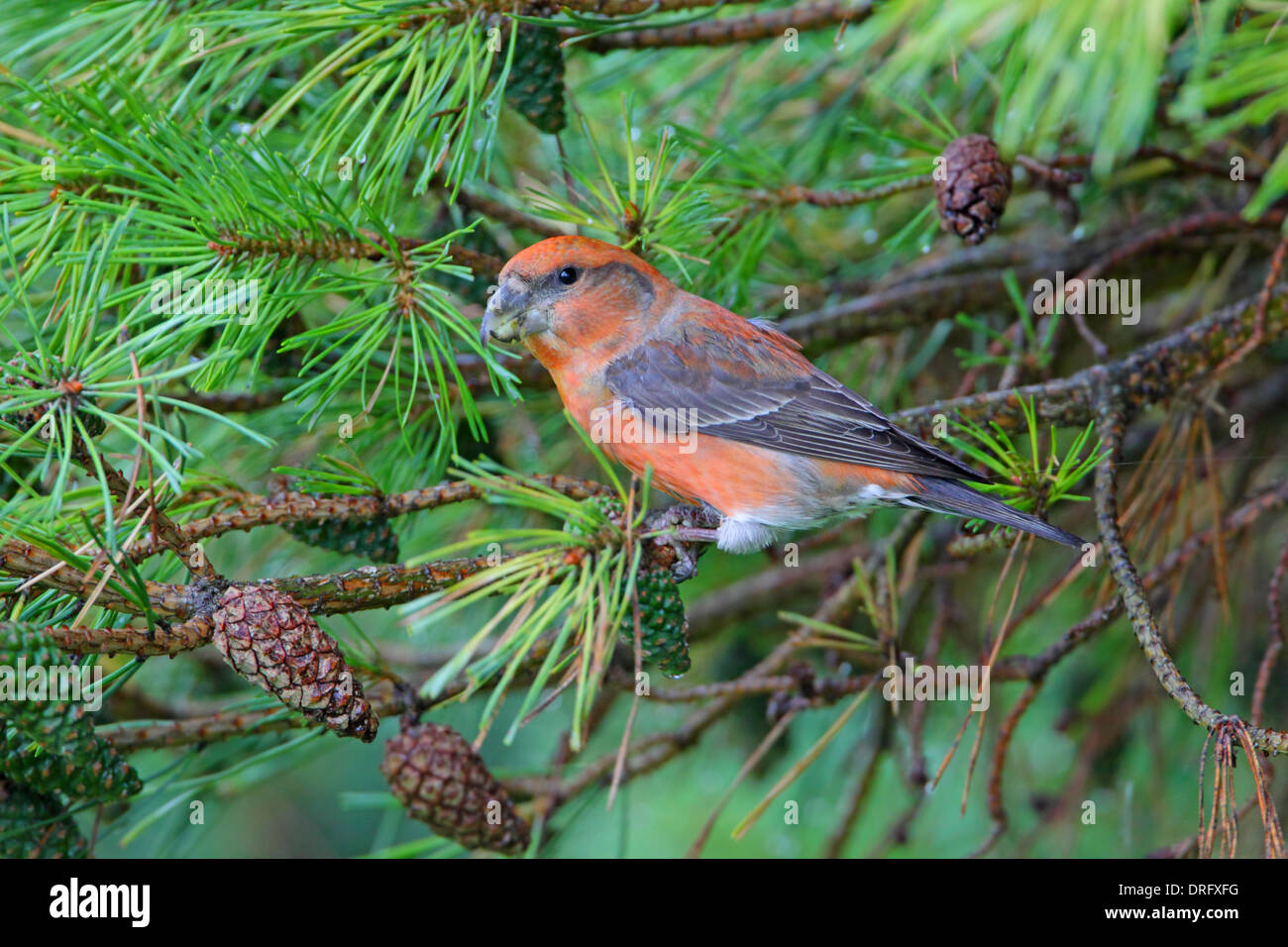 Parrot Crossbill Loxia pytyopsittacus mâles se nourrissent de pommes de pin Banque D'Images