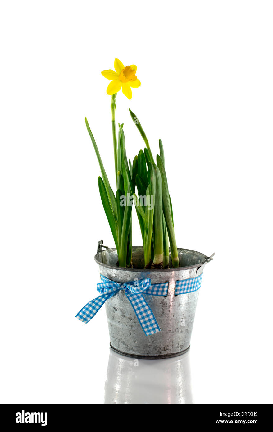 Seau en métal jaune avec fleurs de narcisses au printemps Banque D'Images