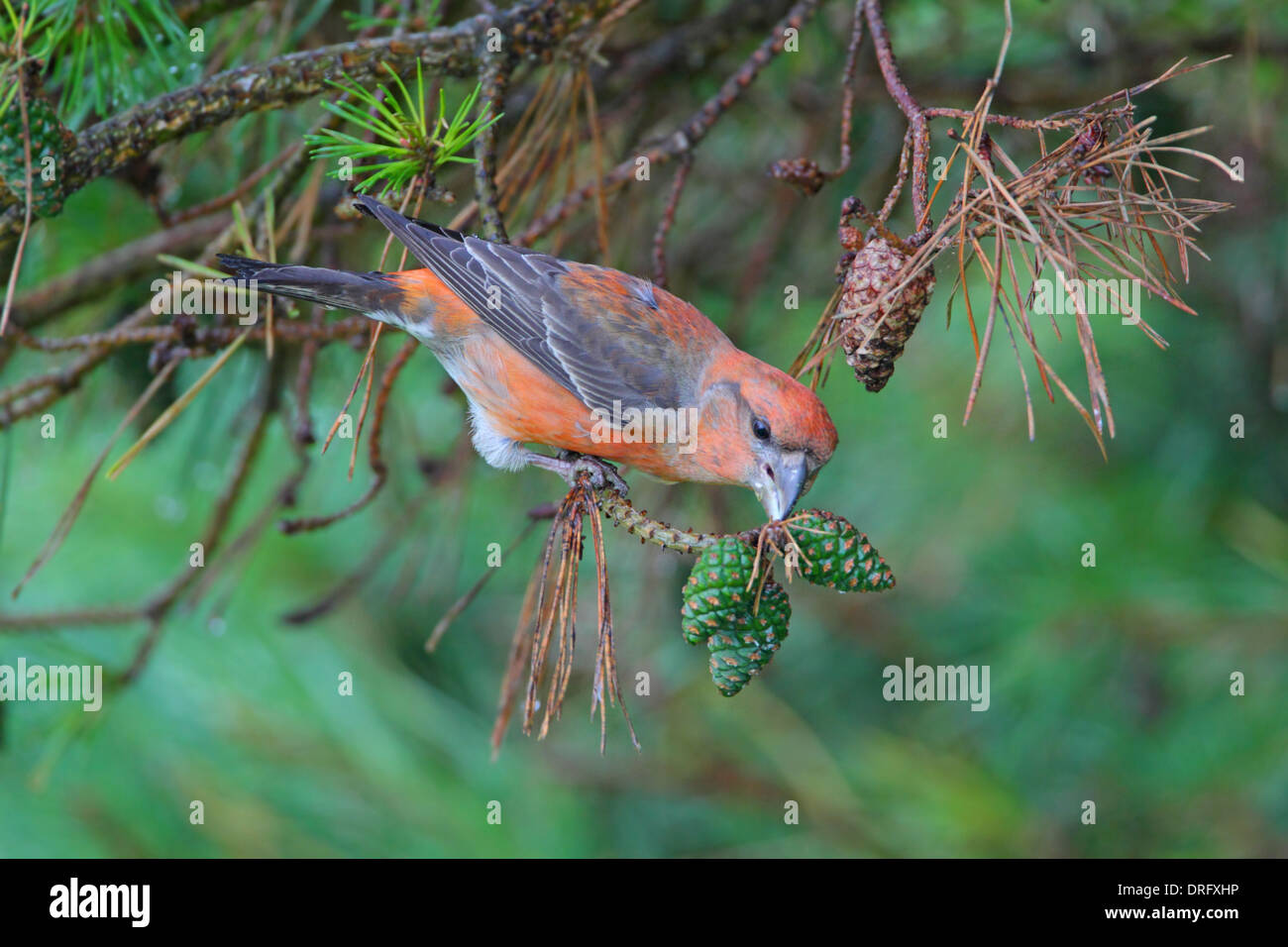 Parrot Crossbill Loxia pytyopsittacus mâles se nourrissent de pommes de pin Banque D'Images