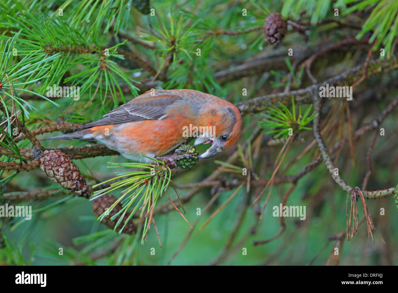 Parrot Crossbill Loxia pytyopsittacus mâles se nourrissent de pommes de pin Banque D'Images