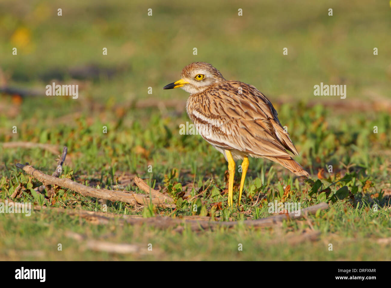 Eurasienne adultes ou Stone-Curlew Bistrié Burhinus bistriatus au Maroc Banque D'Images