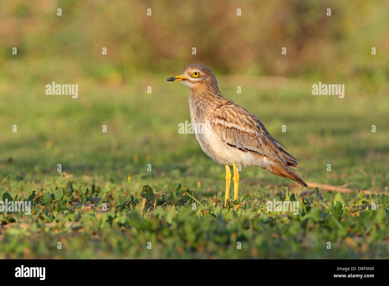 Eurasienne adultes ou Stone-Curlew Bistrié Burhinus bistriatus au Maroc Banque D'Images