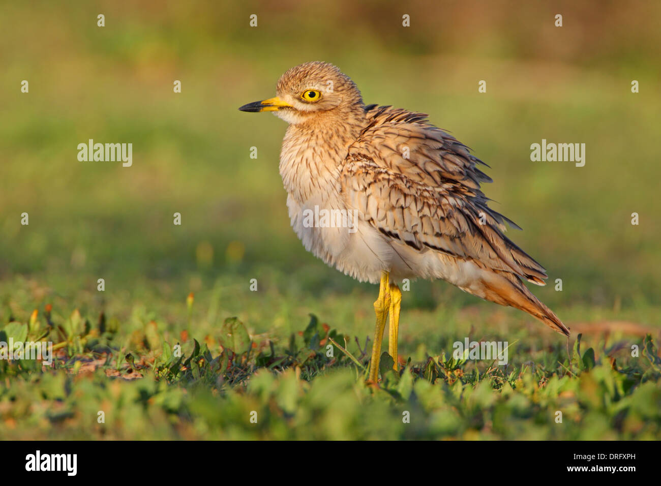 Eurasienne adultes ou Stone-Curlew Bistrié Burhinus bistriatus au Maroc Banque D'Images