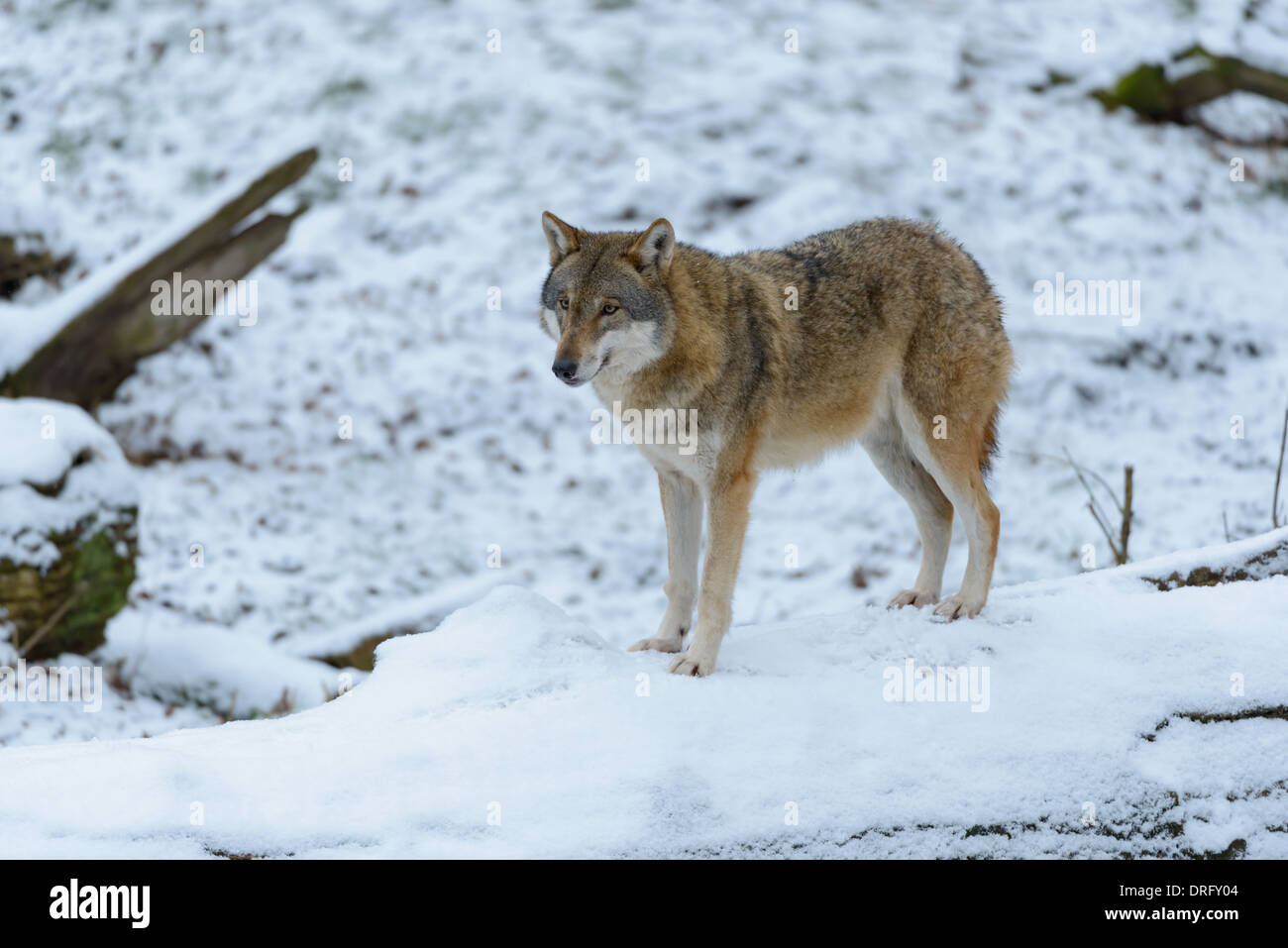 Grau-Wolf, Canis lupus, le loup gris d'Europe Banque D'Images
