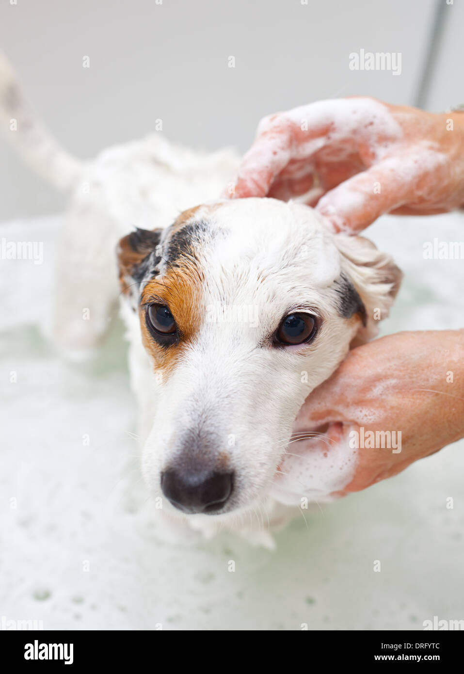 Chien Jack Russell en prenant un bain dans une baignoire Banque D'Images