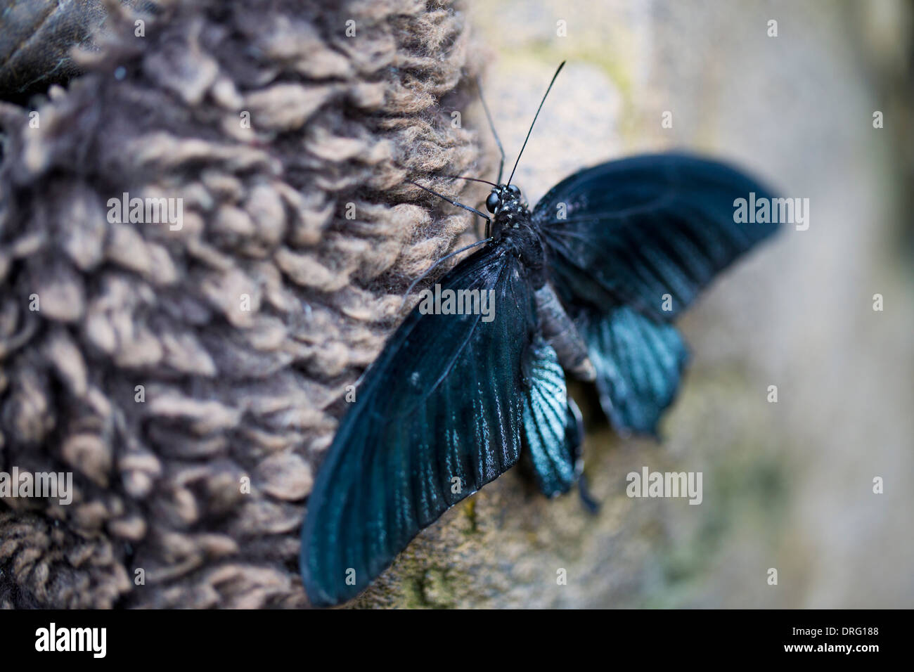 Papillon Grand Mormon Banque D'Images