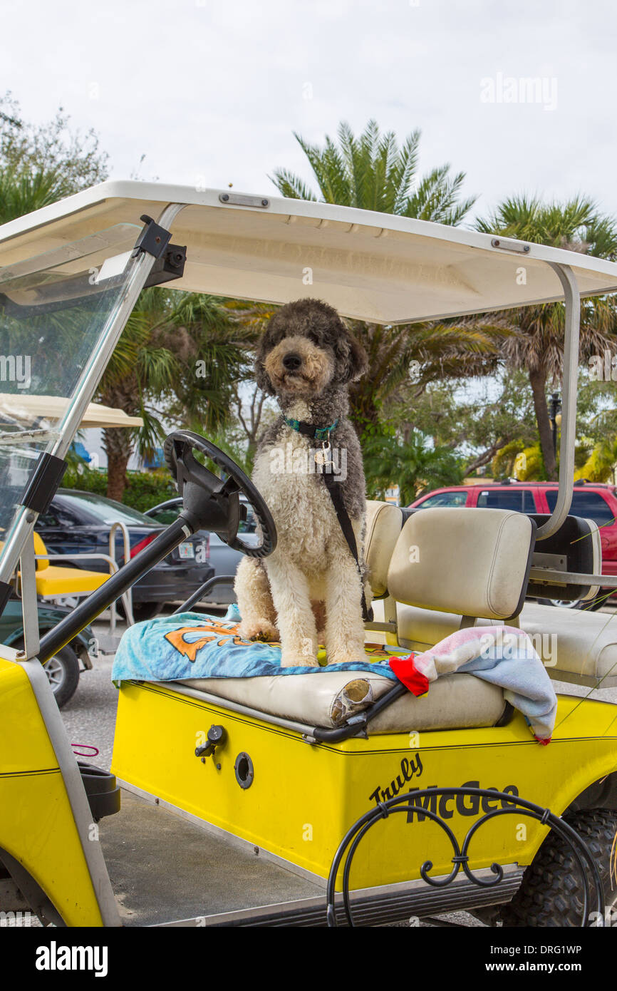 Dog sitting in golf cart dans le village de Boca Grande à Gasparilla Island Florida Banque D'Images