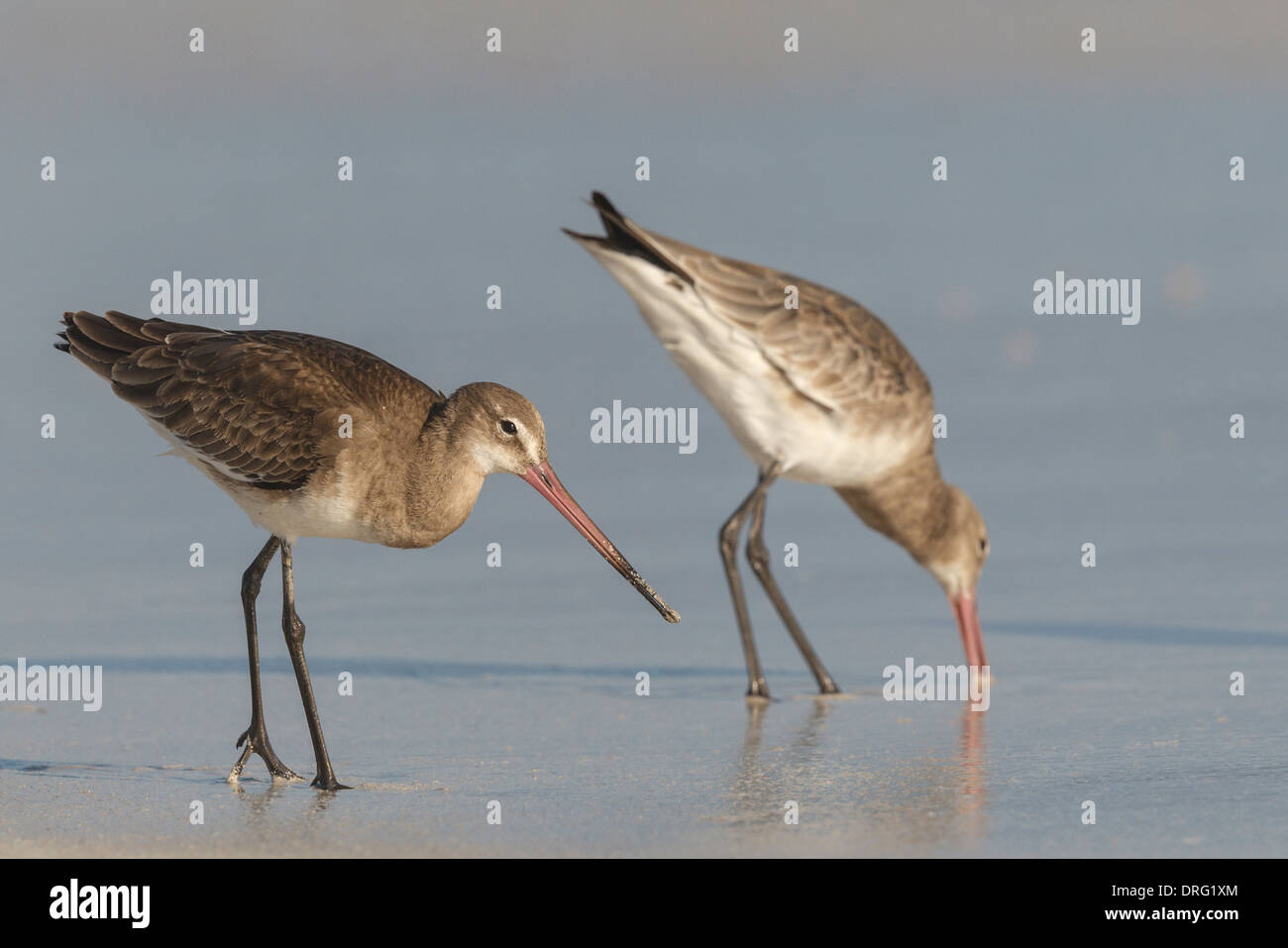 Barge à queue noire - Limosa limosa - Adultes Hiver Banque D'Images