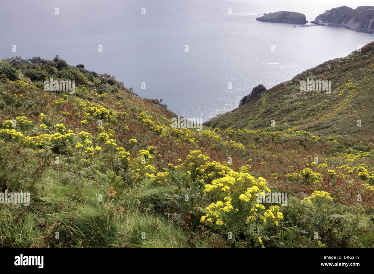 Senecio jacobaea séneçon commun (Asteraceae) - sur les falaises de Lundy Banque D'Images