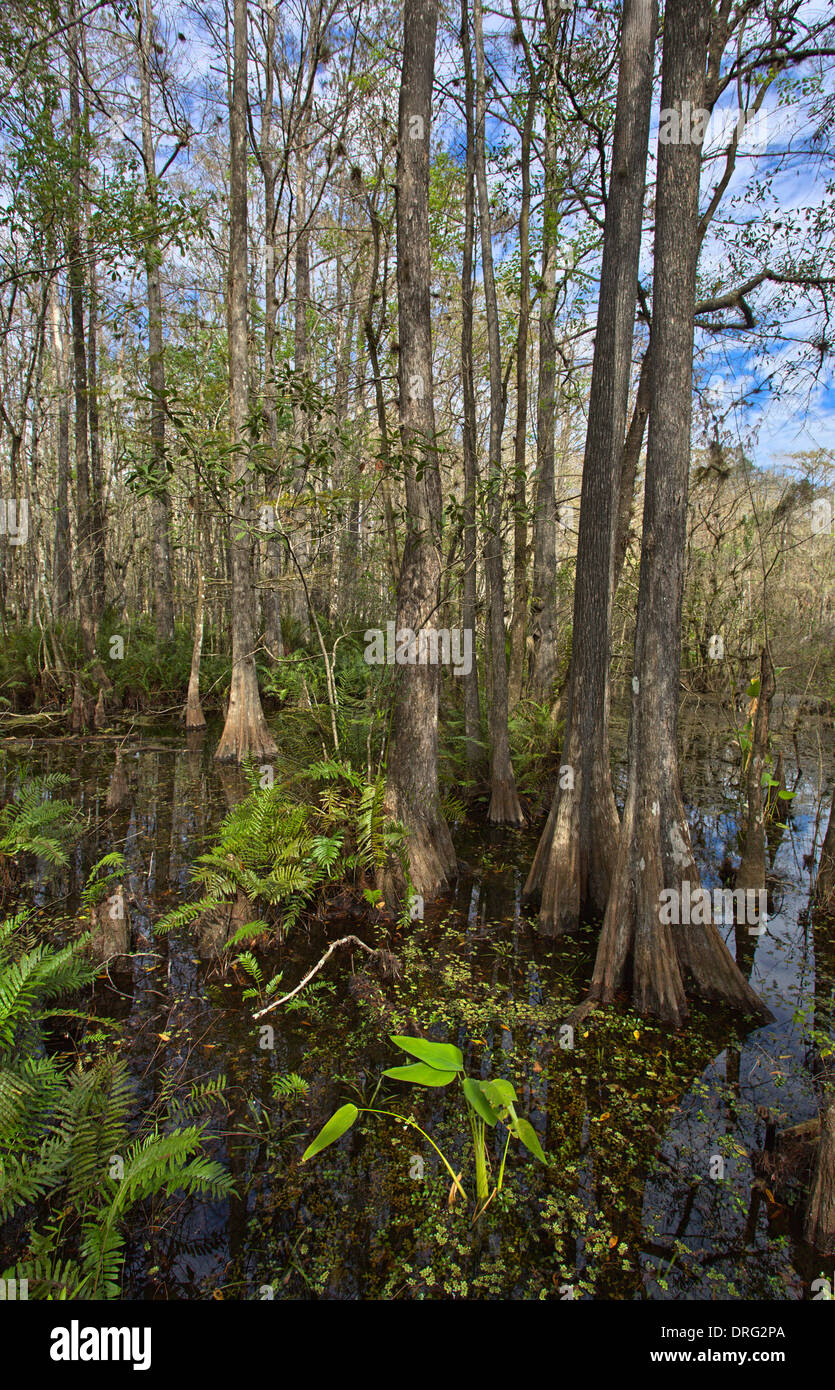 Six Mile Cypress Slough Preserve à Fort Myers en Floride Banque D'Images