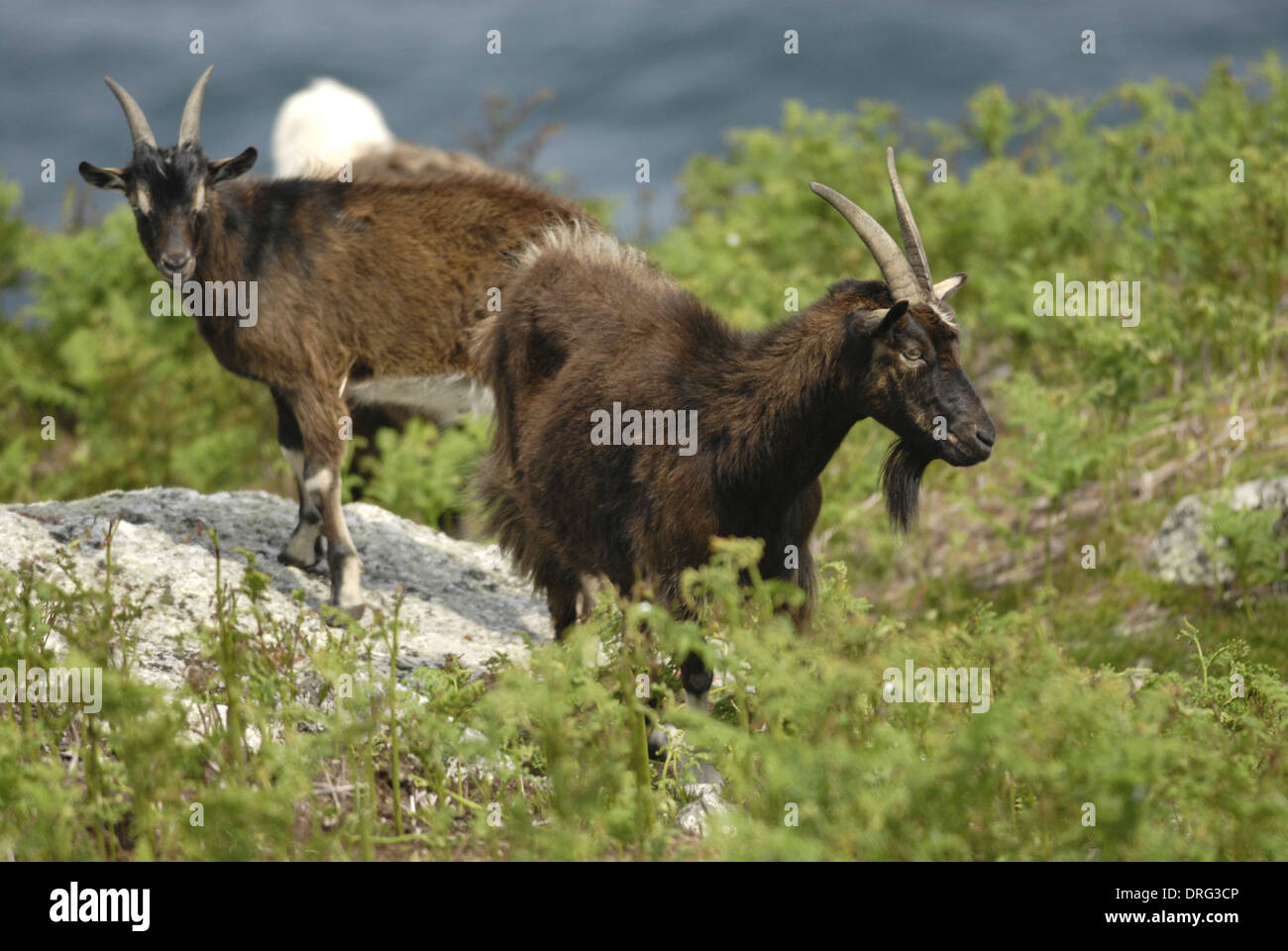 Chèvre férale Capra hircus Banque D'Images