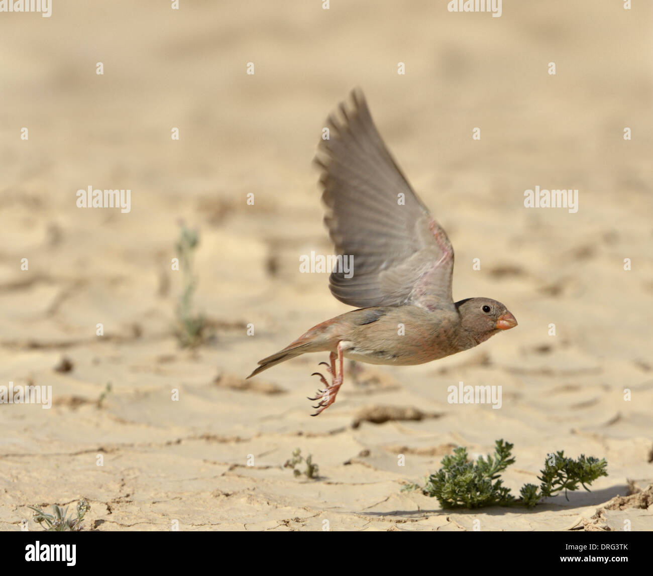 - Bucanates githagineus Trumpeter Finch Banque D'Images