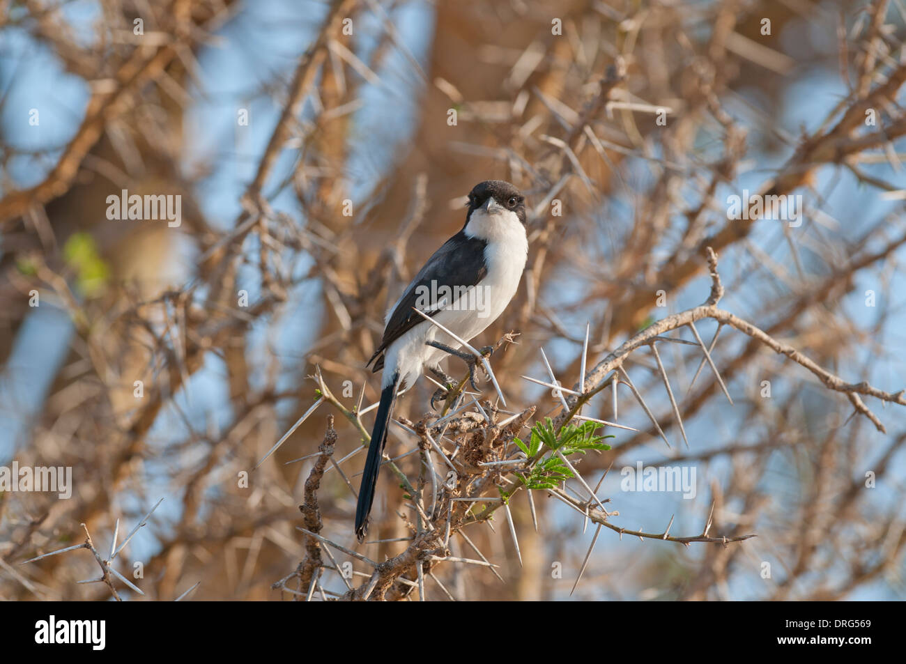 Exercice Long-tailed Shrike (Lanius cabanisi) perché sur un acacia. Banque D'Images